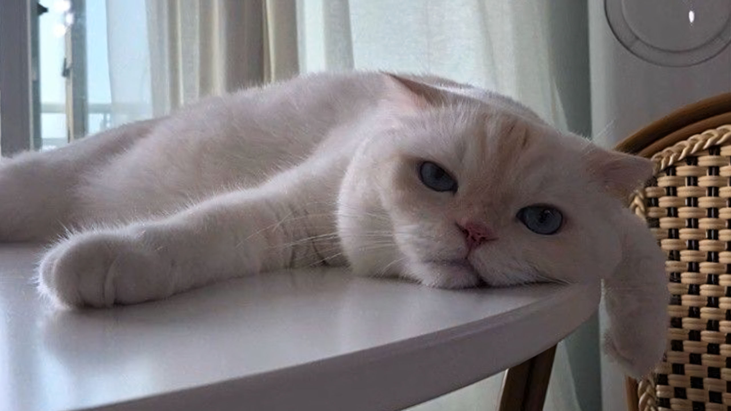 anh cho meo cute met moi 2560px 1440px 2k 8