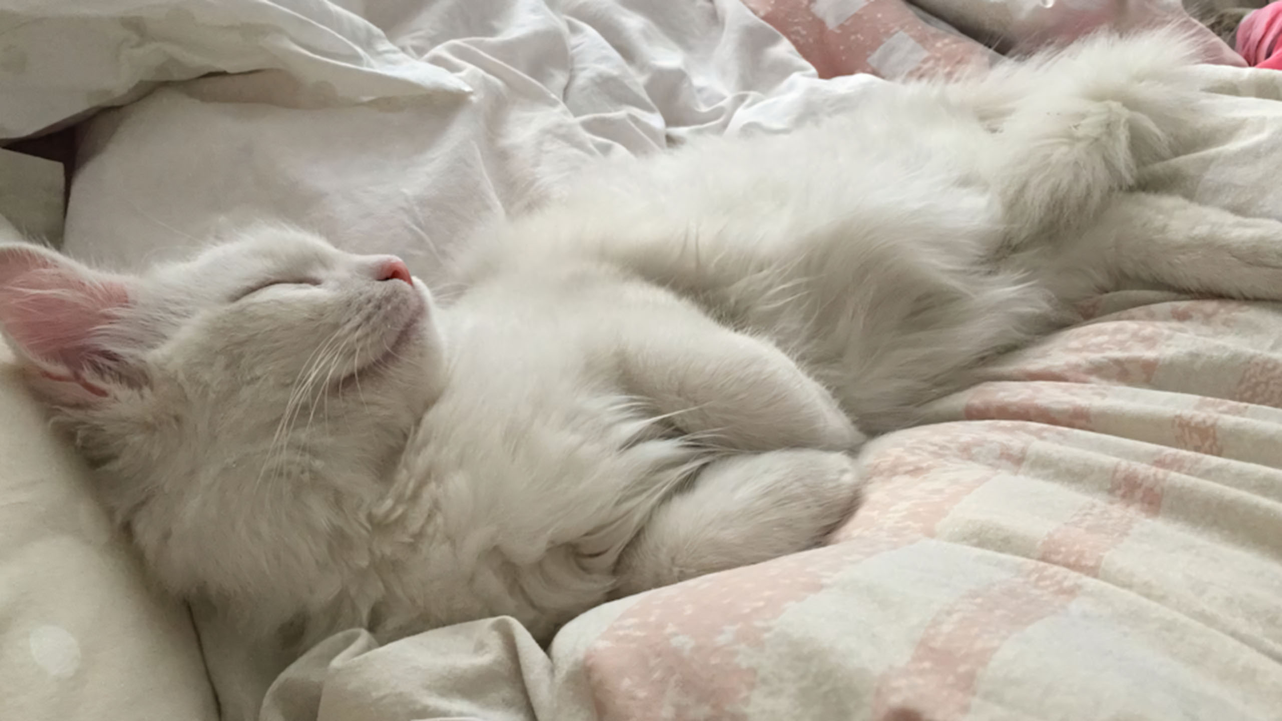 anh cho meo cute met moi 2560px 1440px 2k 6