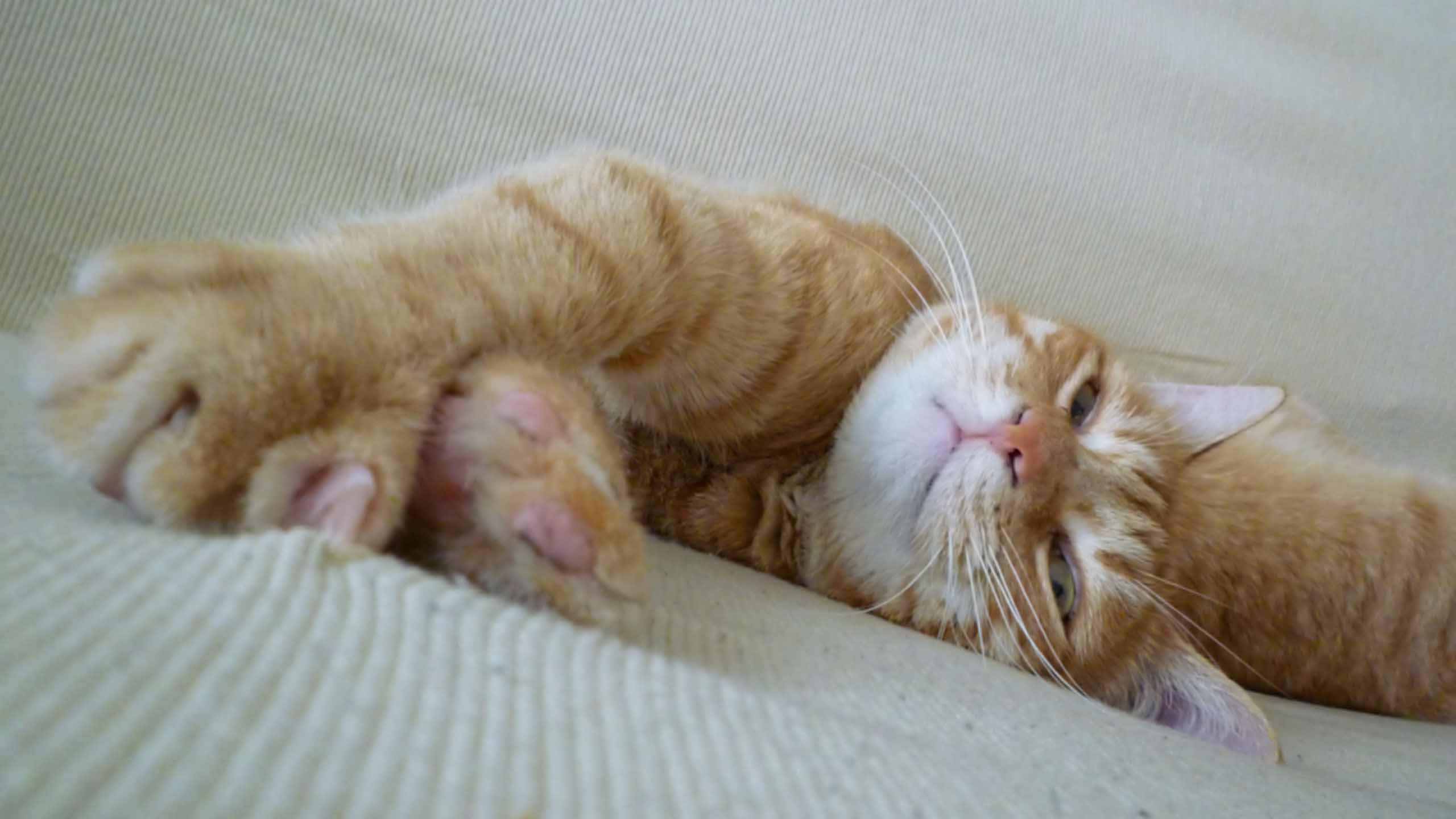 anh cho meo cute met moi 2560px 1440px 2k 5