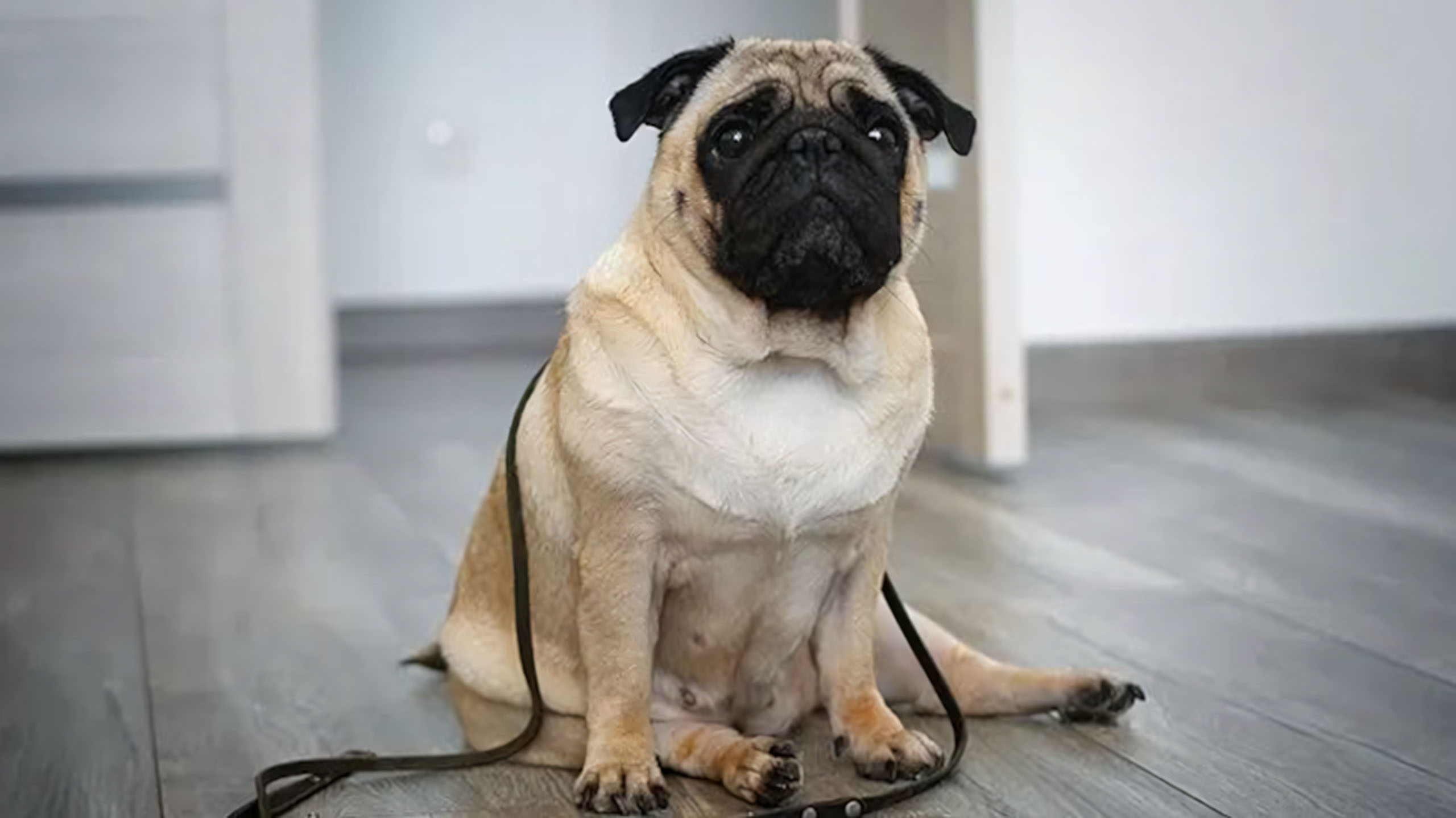 anh cho meo cute met moi 2560px 1440px 2k 4