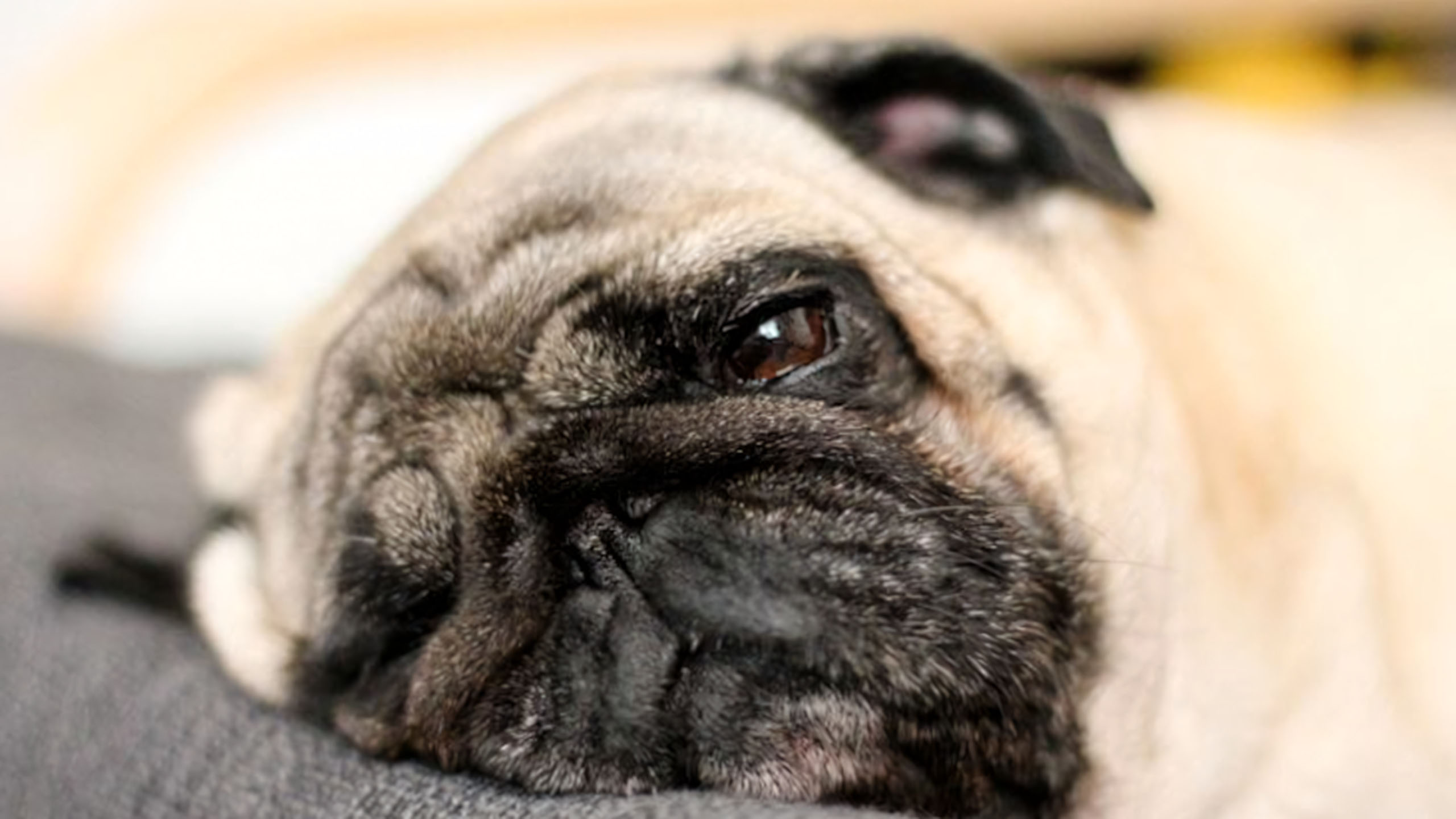 anh cho meo cute met moi 2560px 1440px 2k 3