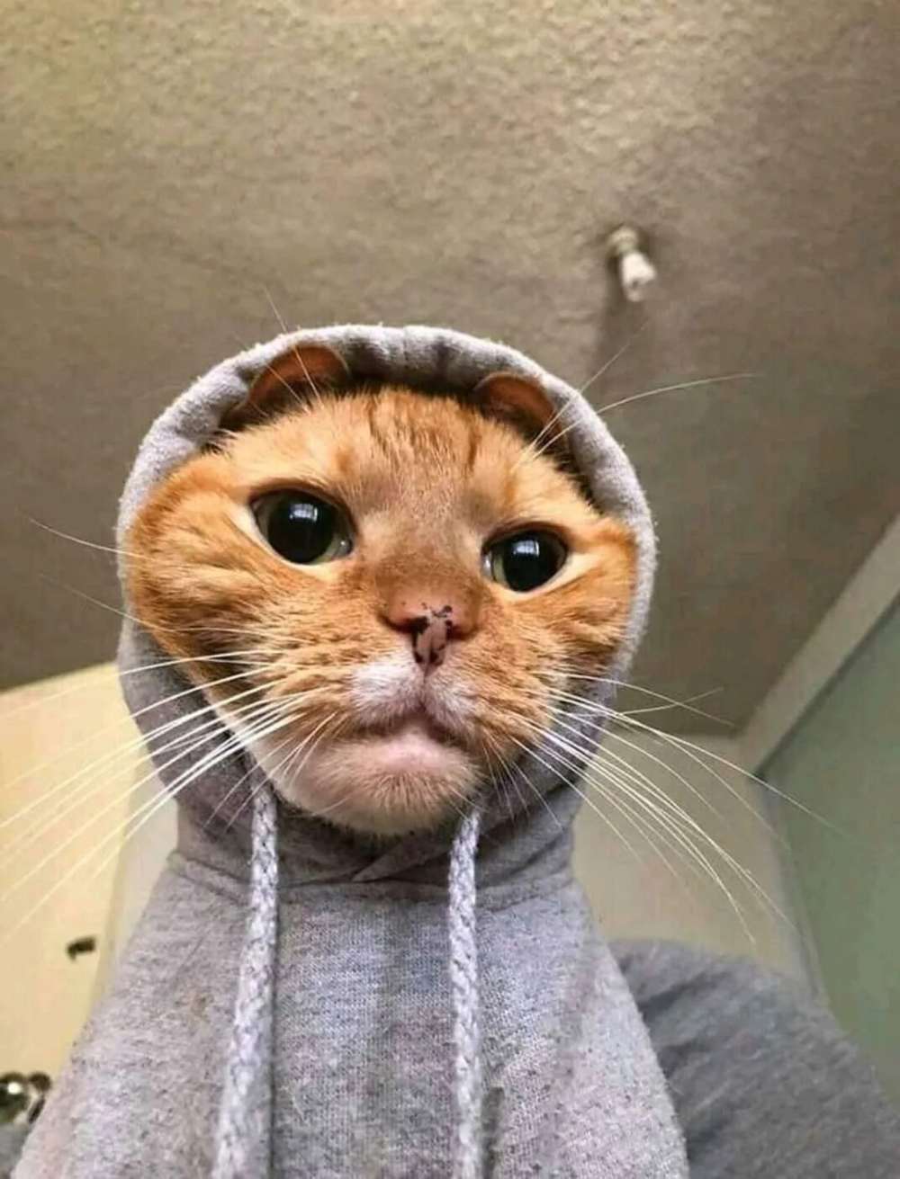 Meme mèo anime ảnh động