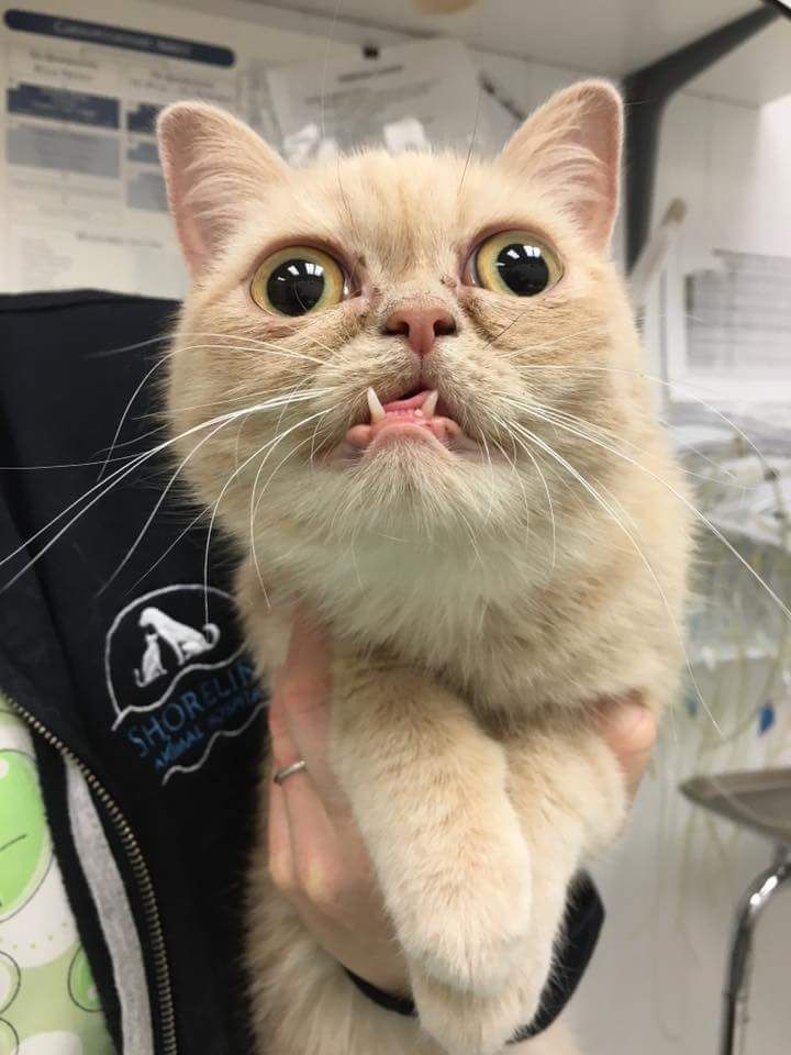 Meme mèo anime stickers