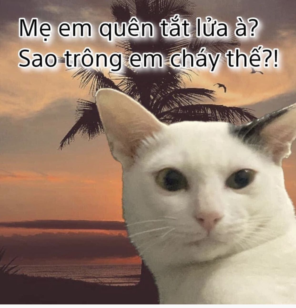 Meme mèo anime buồn cười