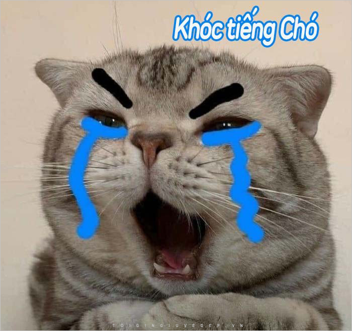 Meme mèo anime bá đạo