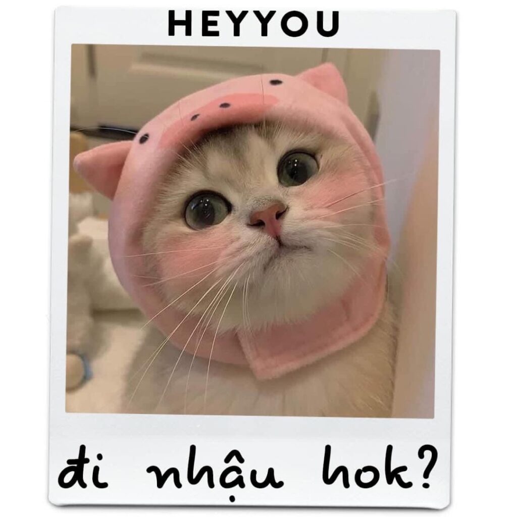 Meme mèo đi nhậu không