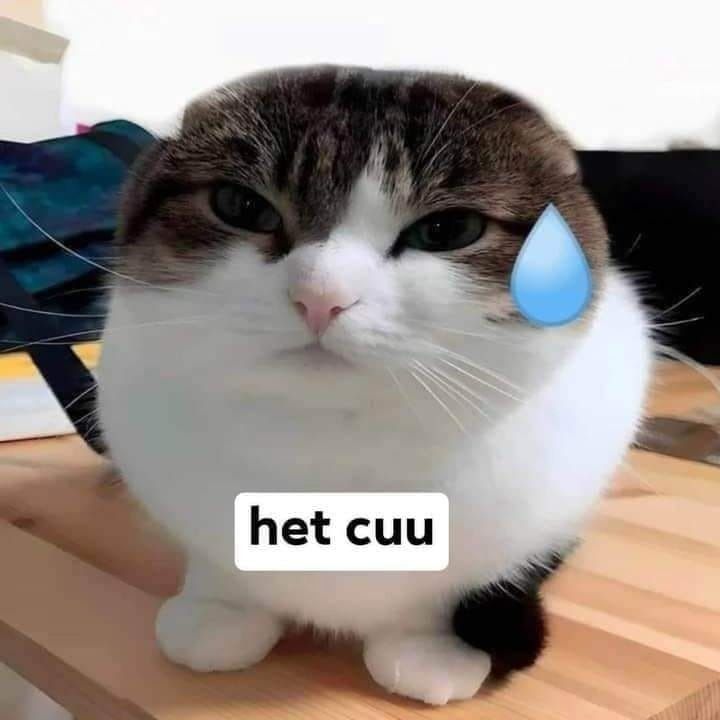Meme mèo anime tiktok