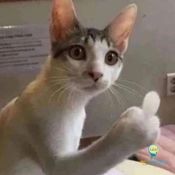 Meme mèo anime tiktok hài