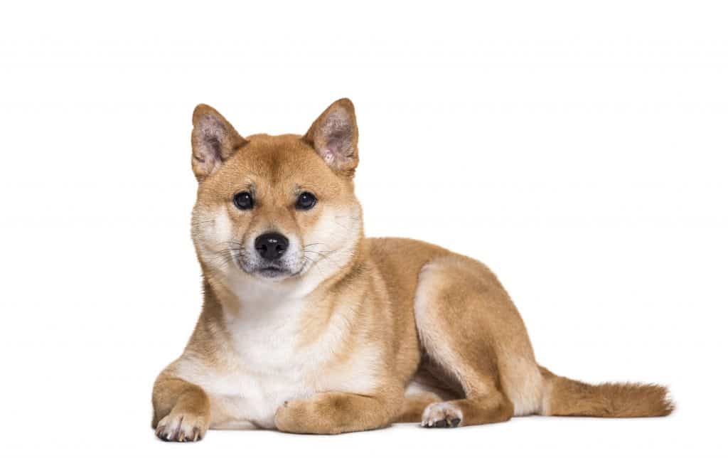 cho shiba inu 5