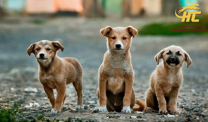 Giá chó cỏ con bao nhiêu?