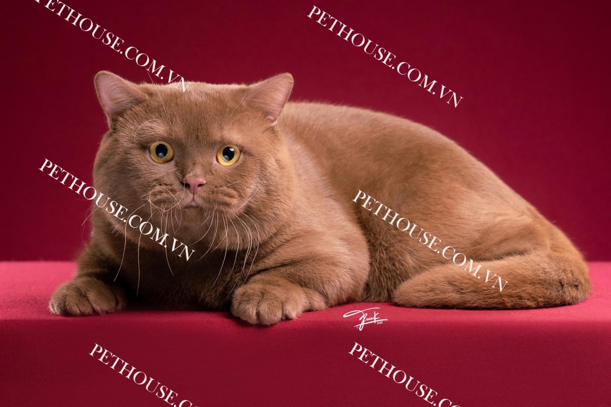 Mèo Anh lông ngắn ( nguồn sưu tầm )