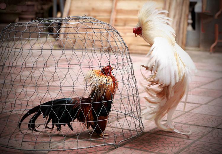 Bán Gà Tre Giá 100K – Gà Đẹp, Giá Rẻ (Ms36) – Đã bán