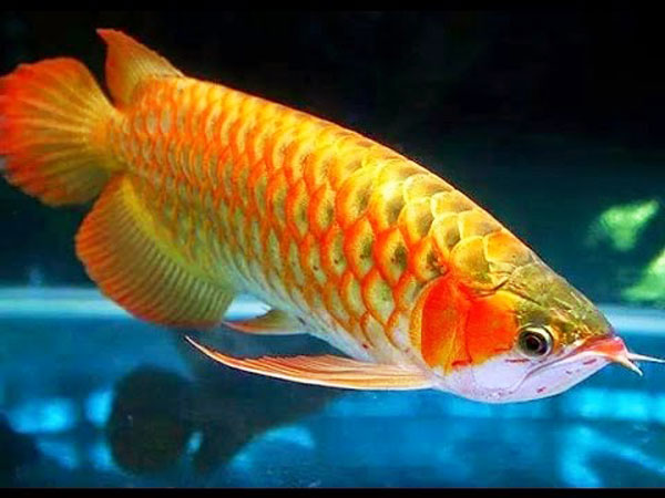 Cập nhật bảng giá cá rồng mới nhất hiện nay