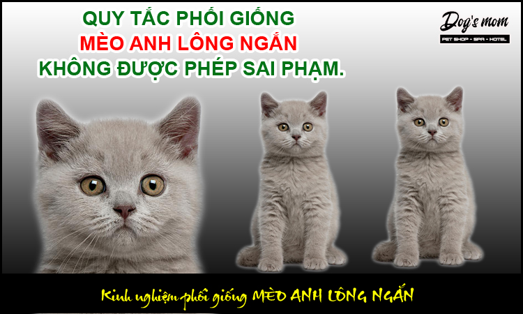 Các kinh nghiệm phối giống mèo anh lông ngắn bạn không thể bỏ qua