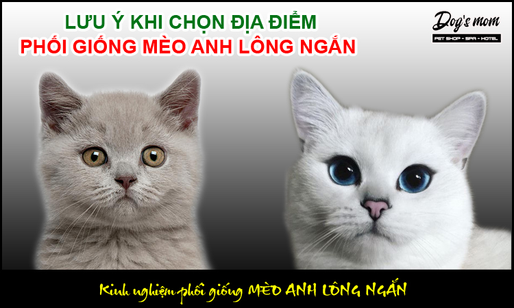 Các kinh nghiệm phối giống mèo anh lông ngắn bạn không thể bỏ qua