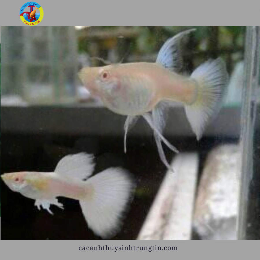 Cá bảy màu full black