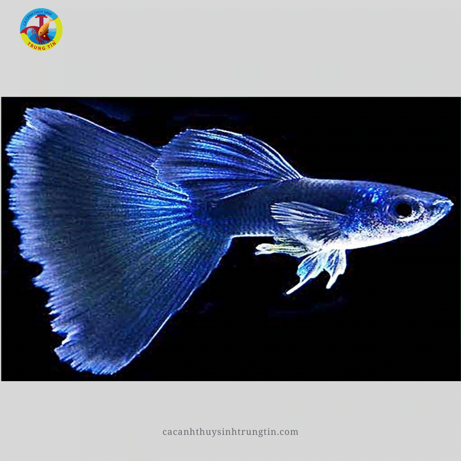 cá bảy màu full gold