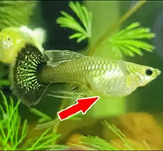 bảy màu koi black