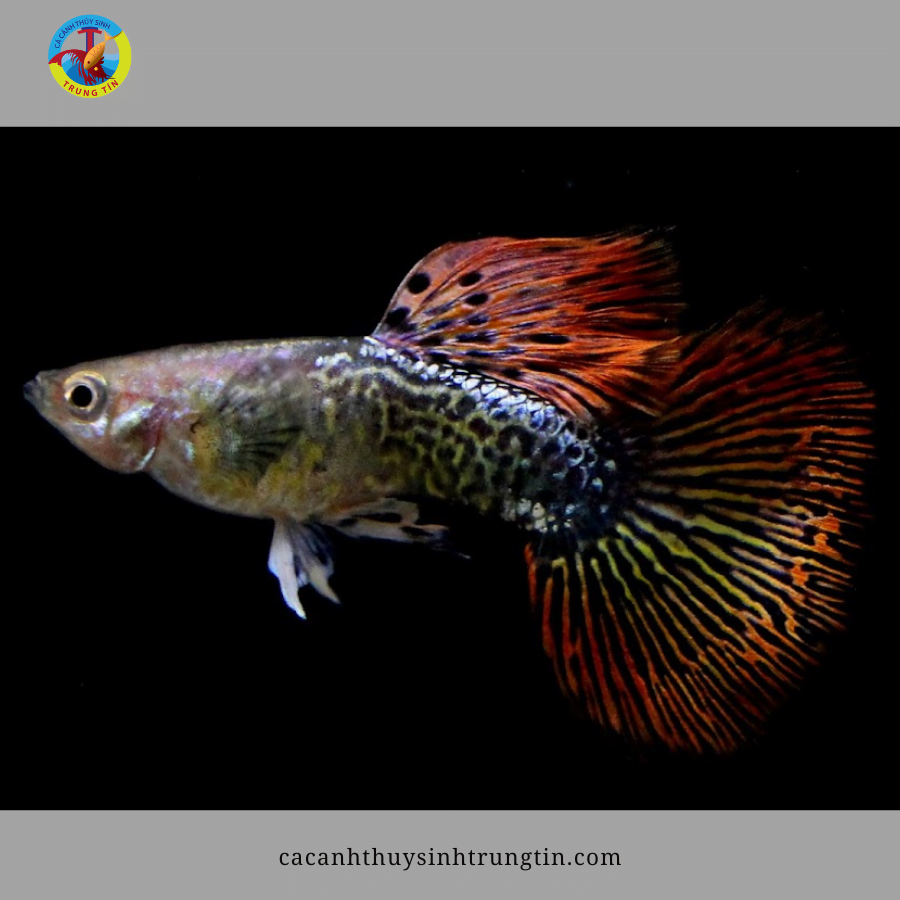 CÁ BẢY MÀU Gold Tuxedo