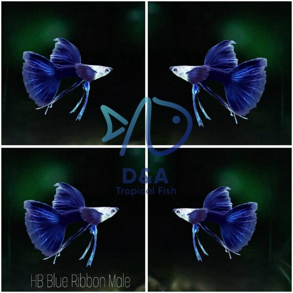 Cá bảy màu HB Blue