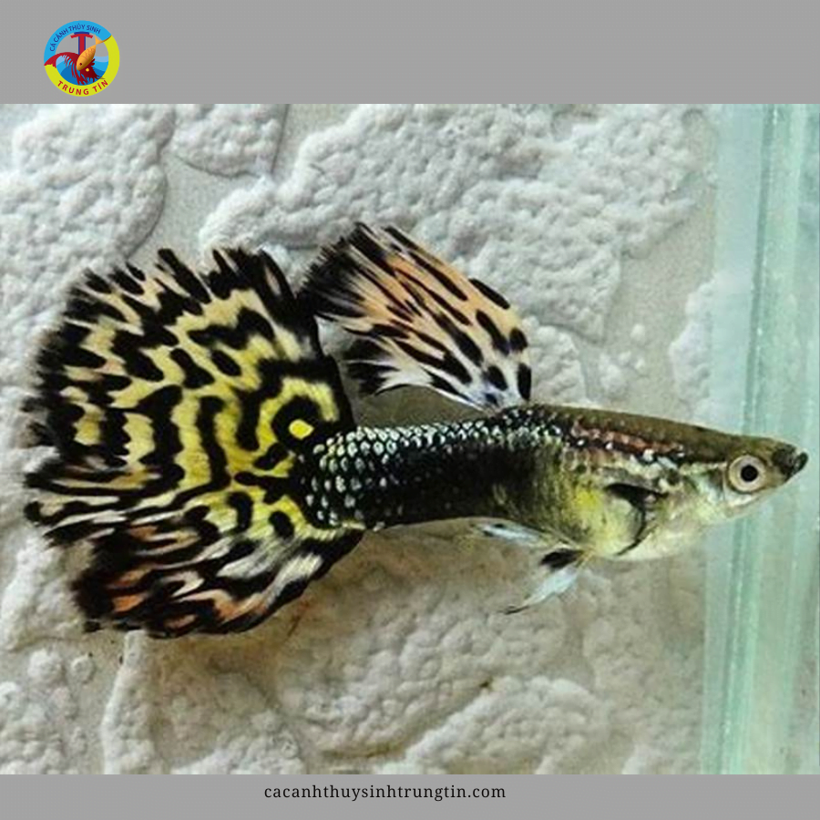 CÁ bảy màu Metal Black Tail