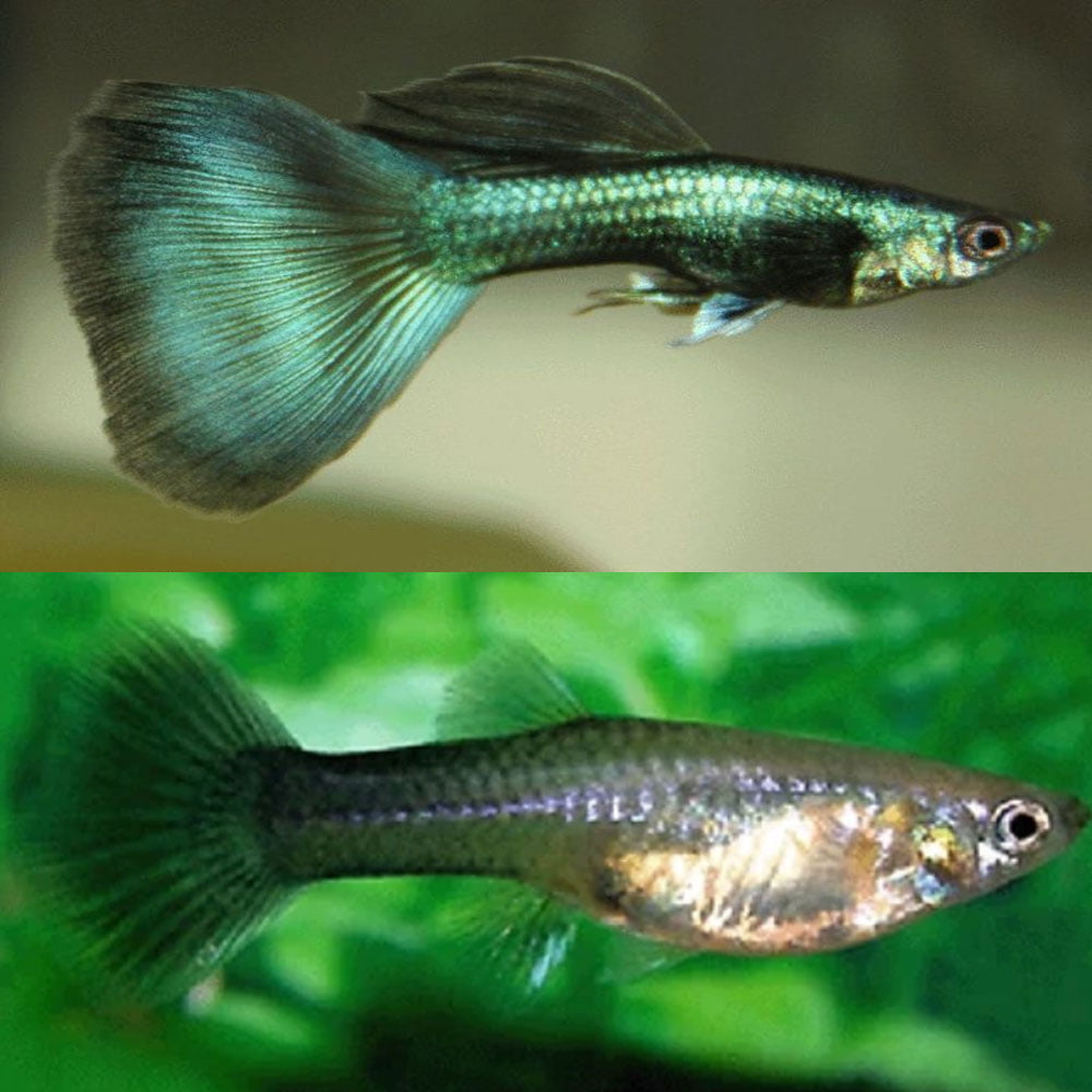 cá 7 màu full platium