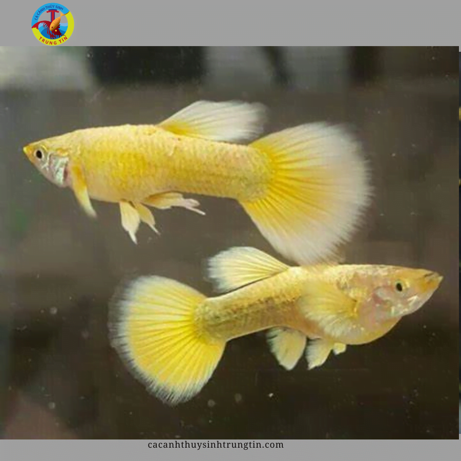 cá bảy màu Ivory Mosaic