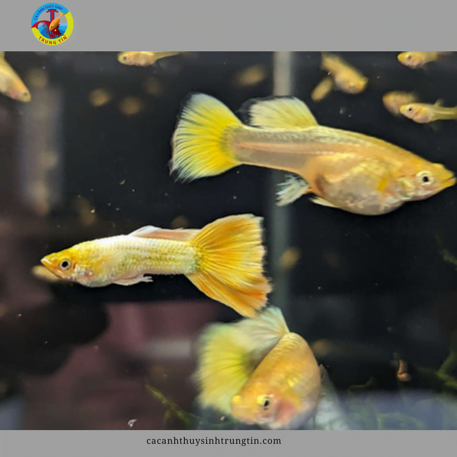 Cá Bảy màu Rồng Đỏ