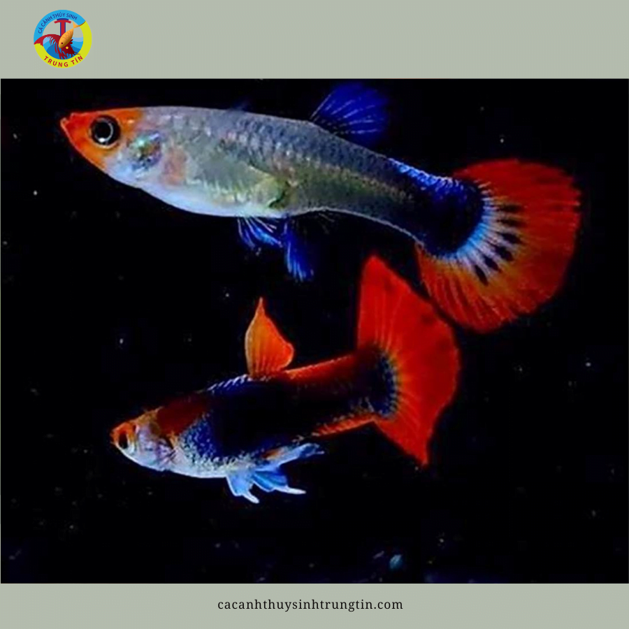 cá bảy màu tiger