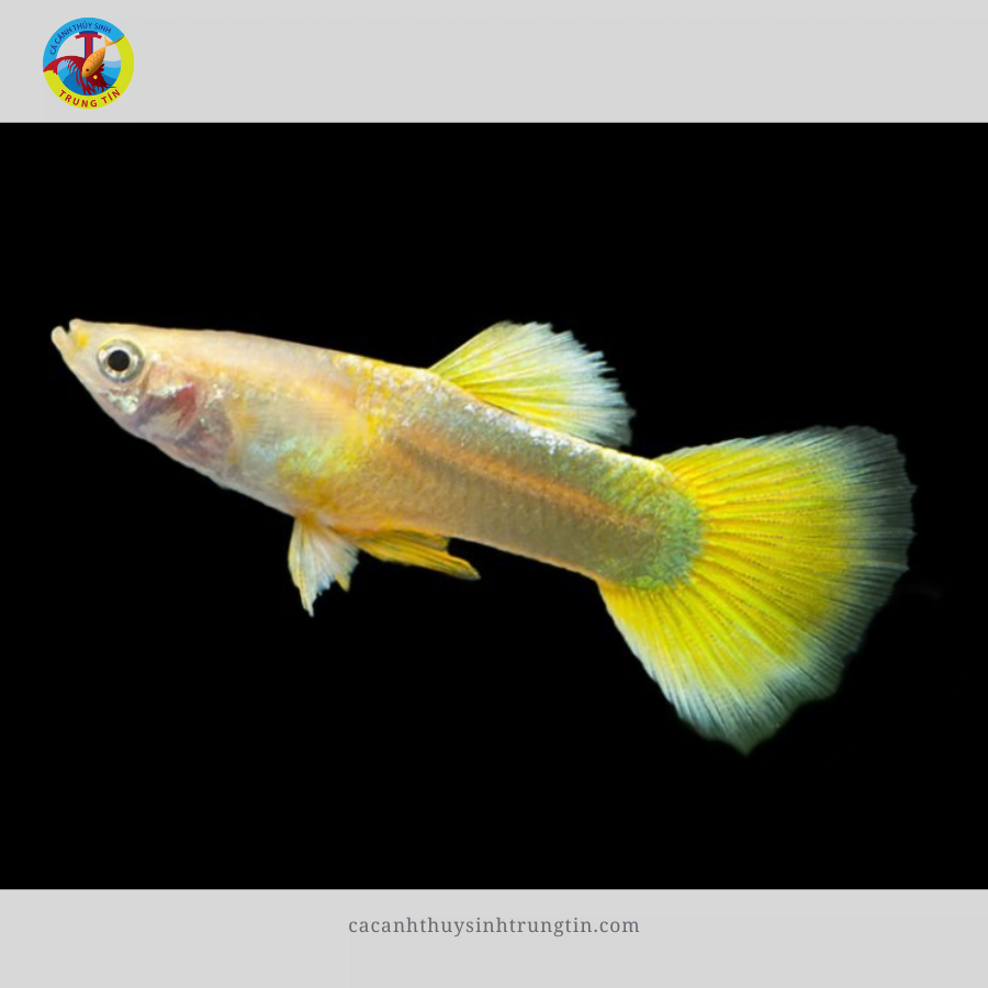 cá bảy màu full gold