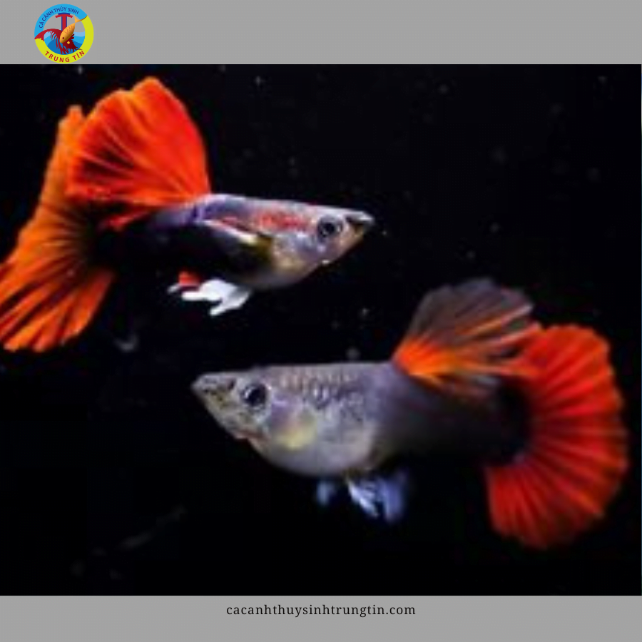 cá bảy màu hb reb rose