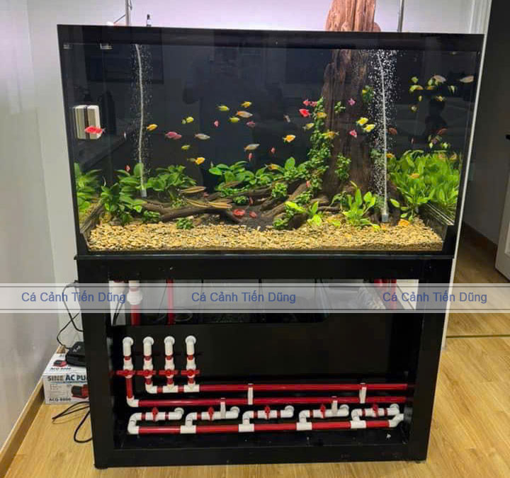 Bộ bể Thủy Sinh CNM mới vào nước