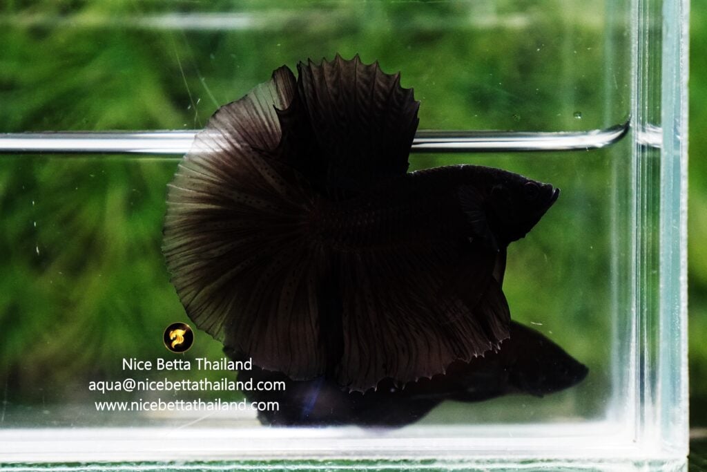 Super black hole betta fish