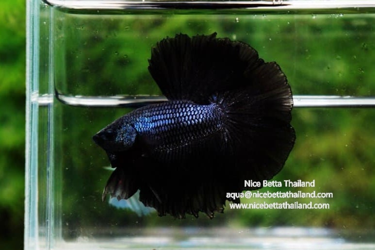 Black betta fish