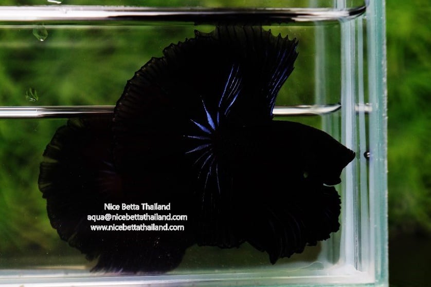 Breeding the Super Black Betta