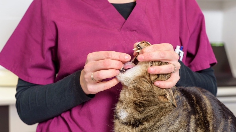 Nhận diện dấu hiệu sán mèo lây sang người mà bạn nên biết 4