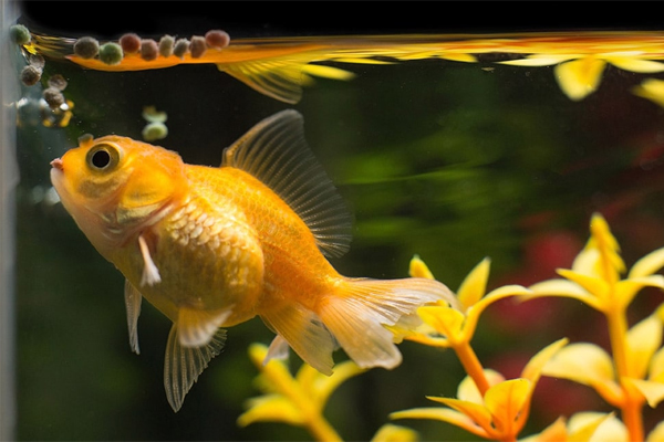 Màu sắc cá nhợt nhạt, bơi lờ đờ