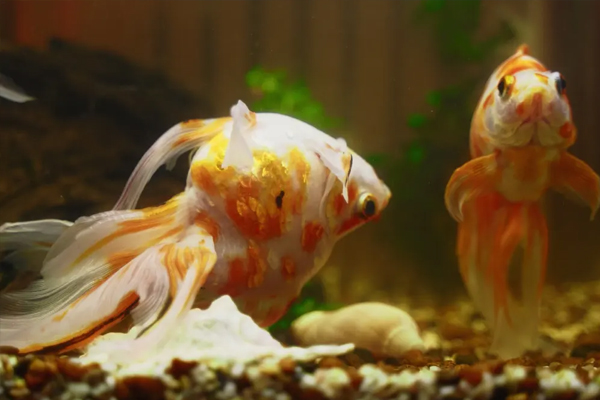 Sử dụng thuốc đặc trí cho từng trường hợp