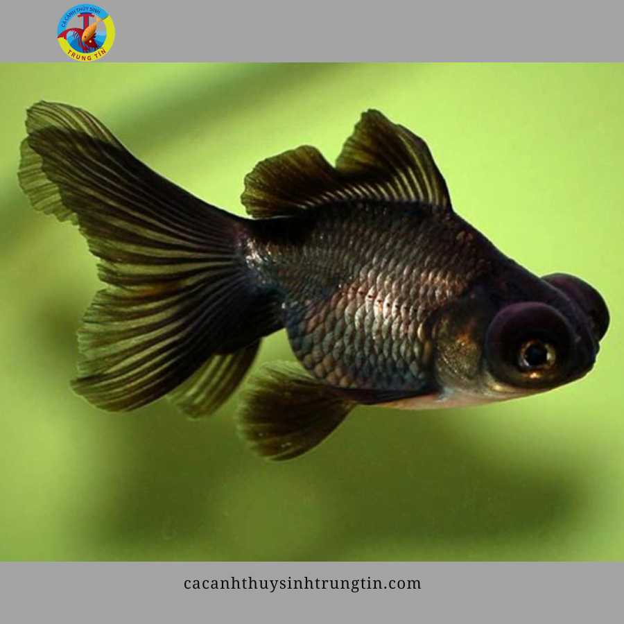 cá ba đuôi mắt lồi đen