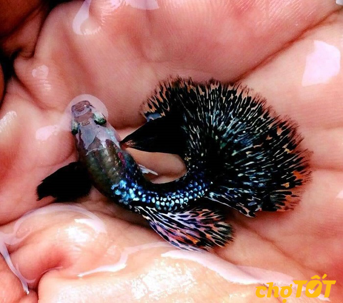 Cá bảy màu rồng