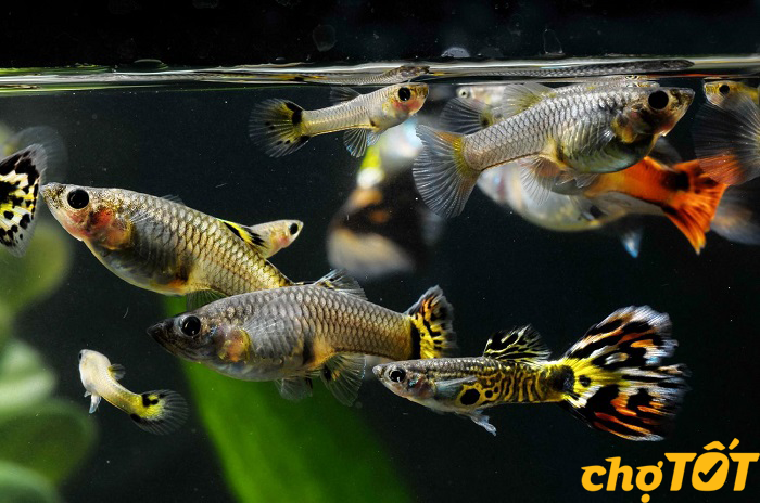 Chăm sóc cá 7 màu