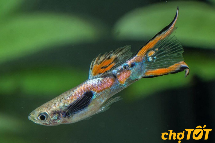 Các loại bệnh cá 7 màu