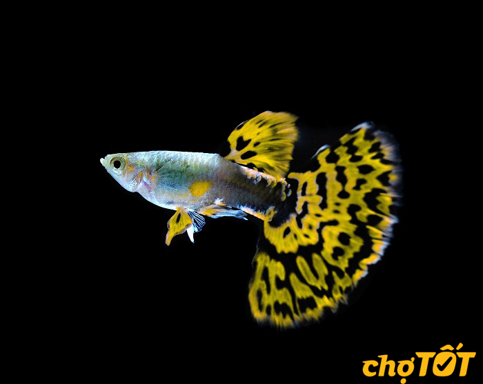 Mua cá 7 màu ở Chợ Tốt