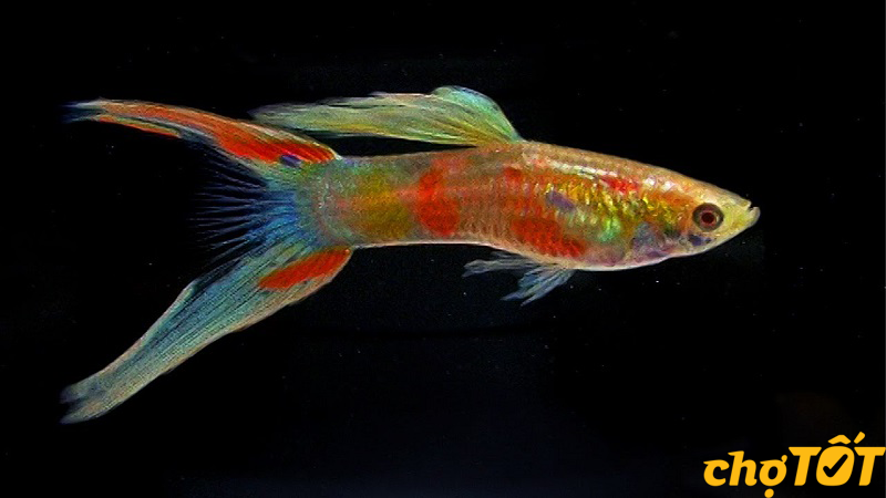 0 cá 7 màu đủ chủng loại giá rẻ 11/2025