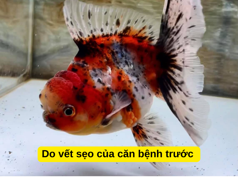 Do vết sẹo của căn bệnh trước 