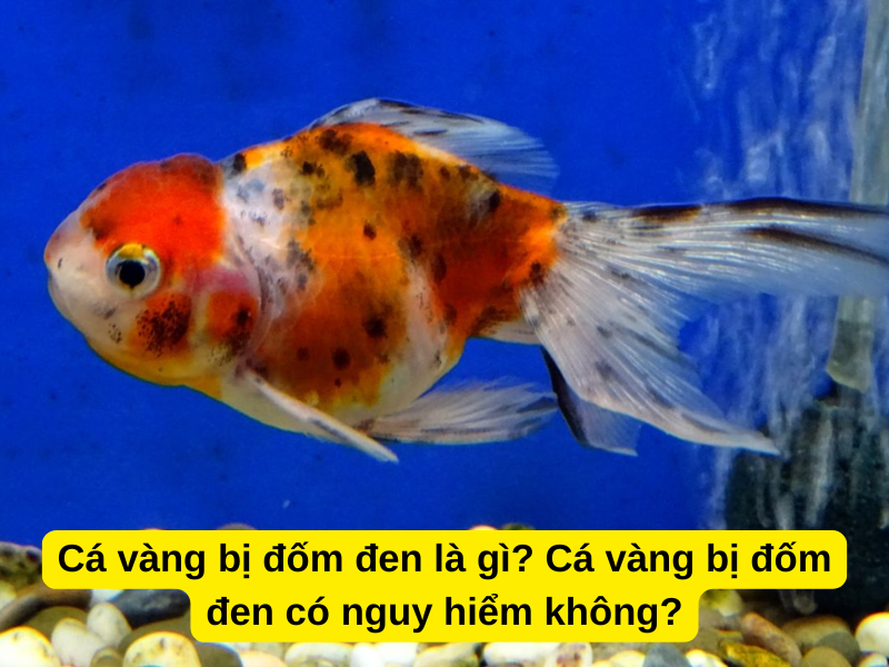 Bệnh Cá Vàng Bị Đốm Đen/Nấm Đen: Nguyên Nhân Và Cách Khắc Phục