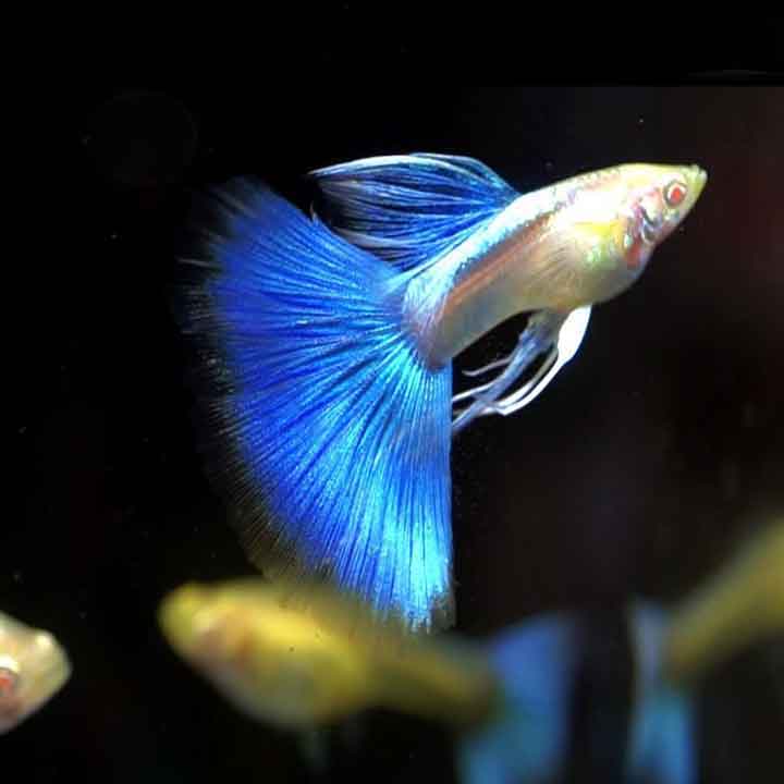 Cá bảy màu Blue Topaz Ribbon - Trại cá Trung Hạo