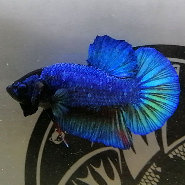 Cập nhật những dòng cá betta xanh đẹp nhất tại Việt Nam