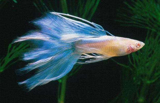 Nguyên nhân khiến cá bảy màu bị rách đuôi và Cách chăm sóc