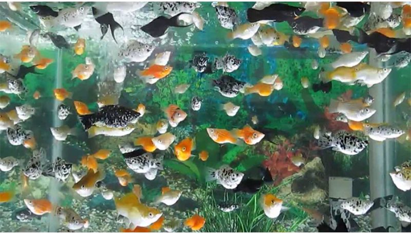 Cá bình tích nhiều màu đẹp mắt